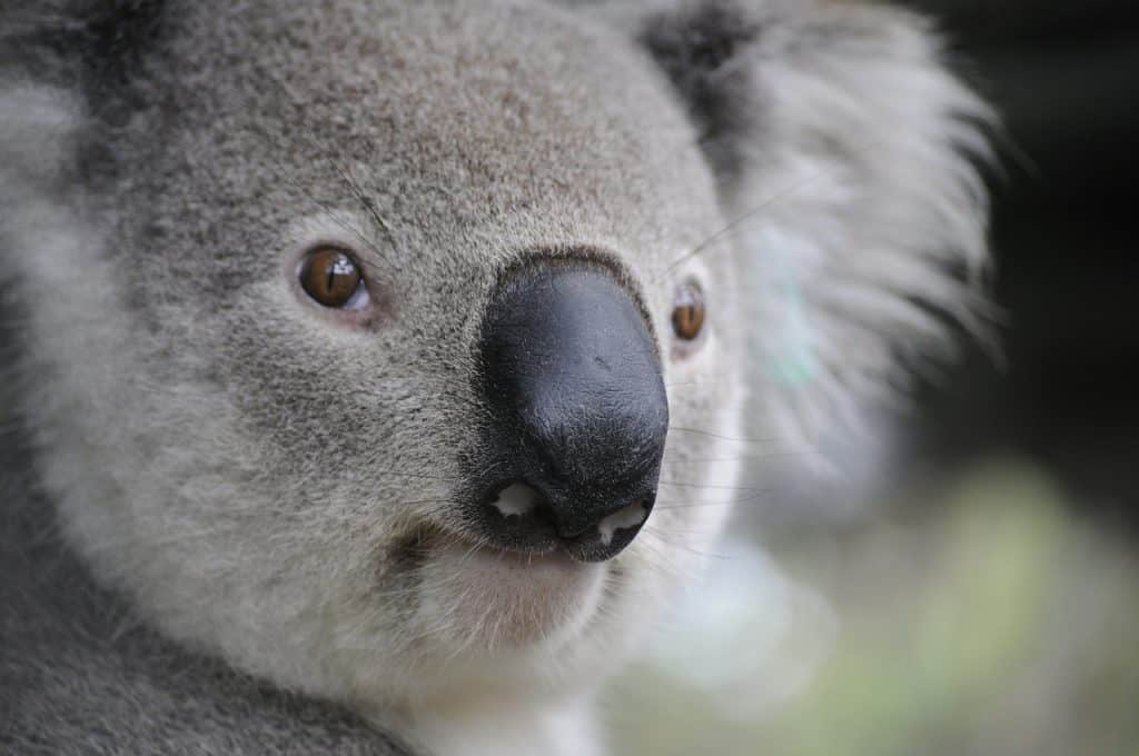 Zwierzęta Australii