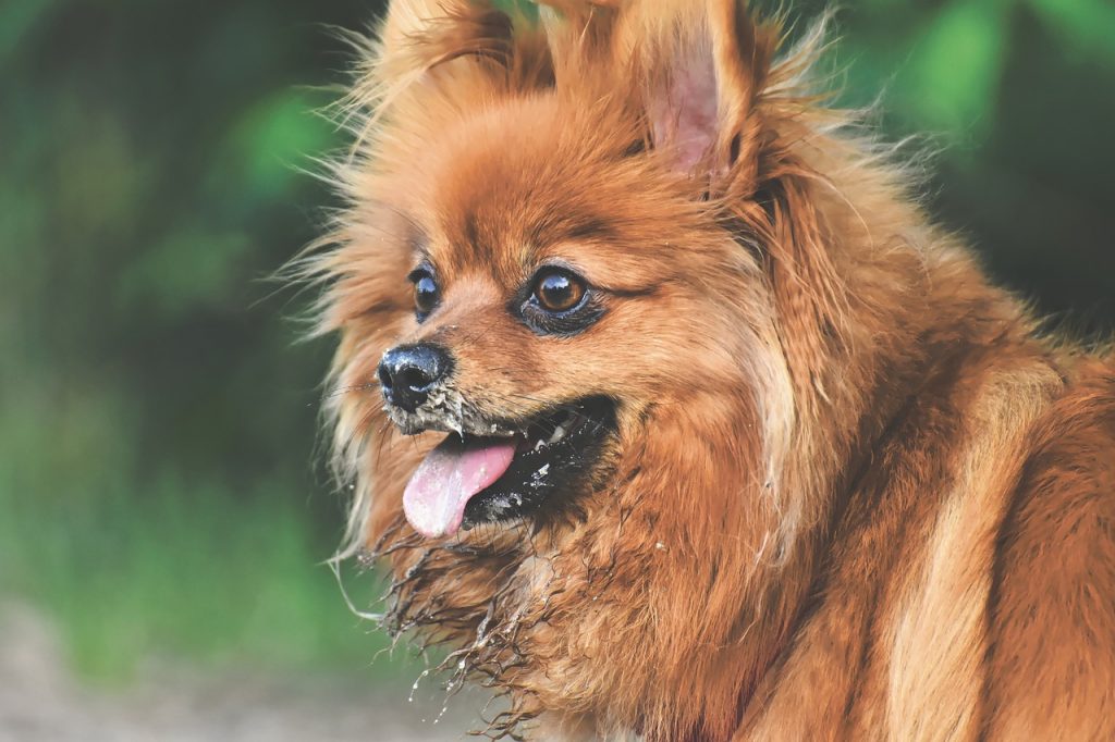pomeranian boo