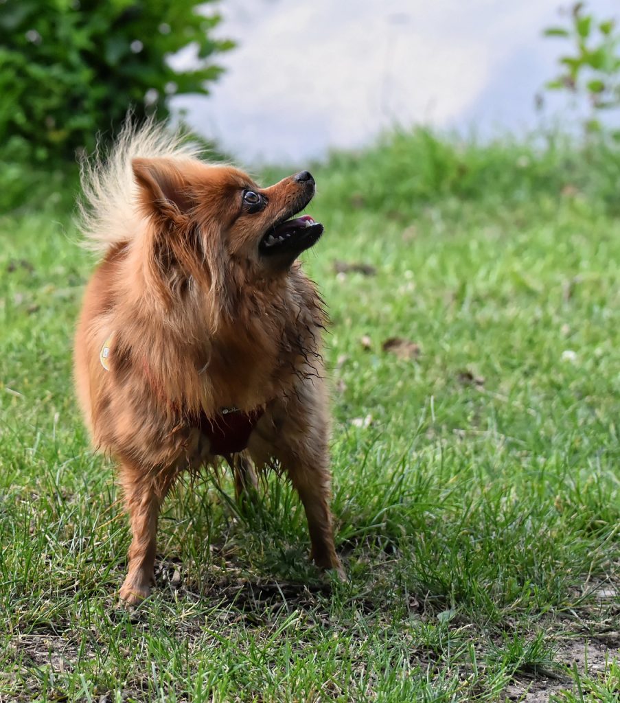 Szpic - pomeranian boo